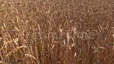 成熟的小麦作物在风中移动。 左<strong>侧滑</strong>动